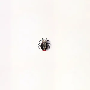 Lady Bug (Small)